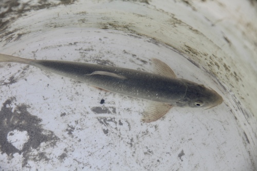 Italian barbel (Barbus plebejus) — Cyprinidae — 4