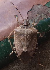 Halyomorpha halys