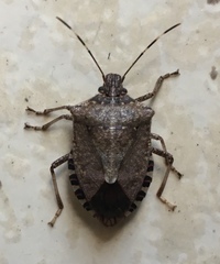 Halyomorpha halys