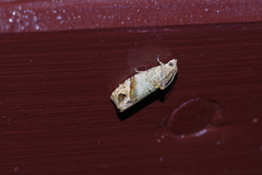 Sorolopha sphaerocopa