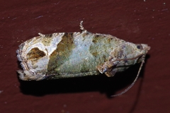 Sorolopha sphaerocopa