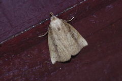 Stenhypena longipennis