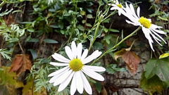 Asteraceae