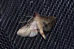 Cnaphalocrocis pilosa