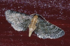 Eupithecia subtacincta