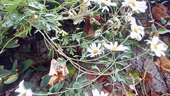 Asteraceae
