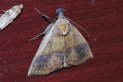 Hypena furva