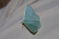 Pelagodes proquadraria