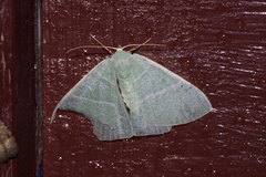 Pelagodes proquadraria