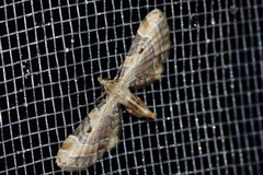 Mesoptila melanolopha