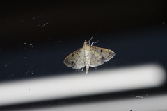 Herpetogramma cynaralis