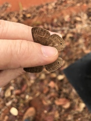 Yphthimoides patricia