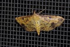 Herpetogramma cynaralis