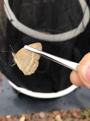 Yphthimoides patricia