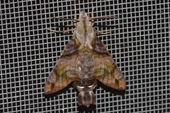 Macroglossum pyrrhosticta