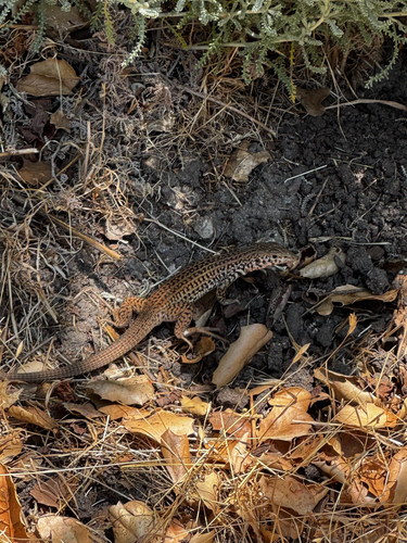 iNaturalist observation photo of California Whiptail