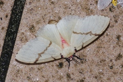 Lymantria xylina