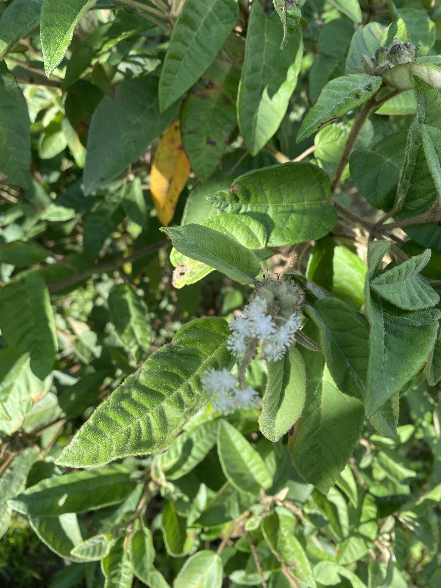 Croton heliotropiifolius