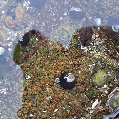 Chilean Hermit Crab