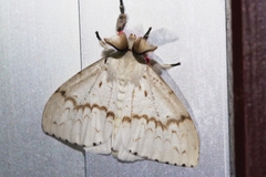 Lymantria xylina