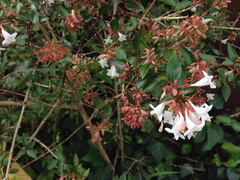 Angiospermae