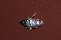 Glyphodes actorionalis