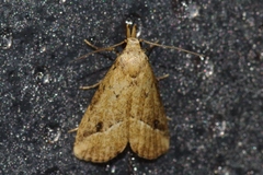 Luceria oculalis