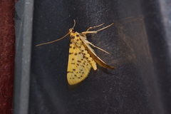 Conogethes punctiferalis