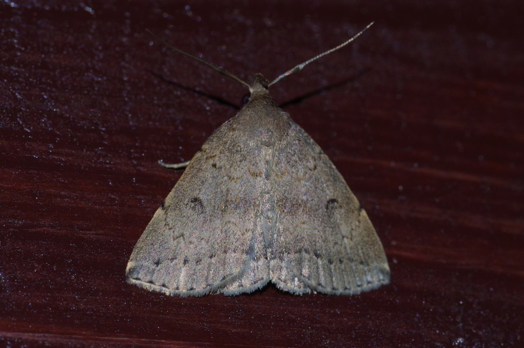 Zanclognatha yakushimalis