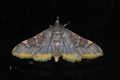 Prophantis adusta