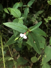 Impatiens minor