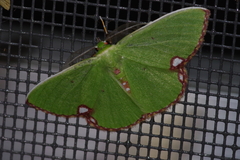 Comibaena procumbaria