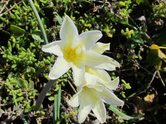 Cyrtanthus loddigesianus