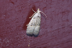 Copromorpha kijimuna