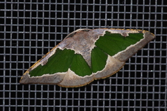 Celenna festivaria