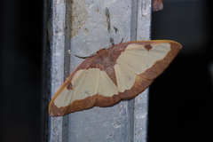 Celenna festivaria