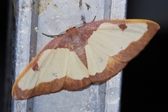 Celenna festivaria