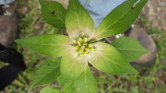 Euphorbia schiedeana