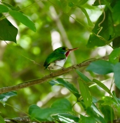 Todus multicolor