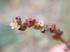 Polygonum patulum