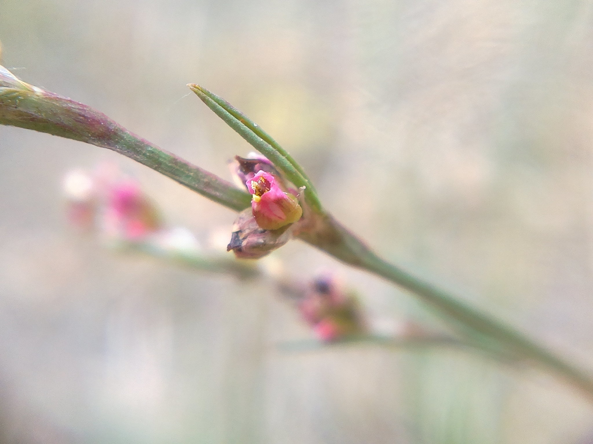 Polygonum patulum