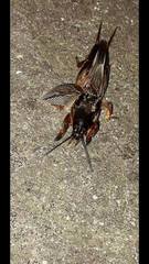 Gryllotalpa gryllotalpa