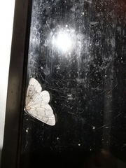 Nepytia pellucidaria