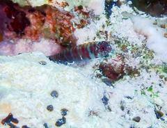 Twinspot Dwarfgoby photo 2