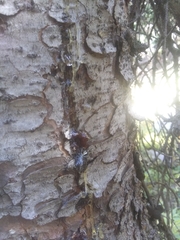 Dendroctonus rufipennis
