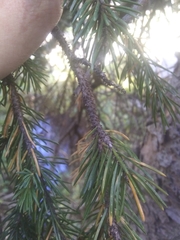 Dendroctonus rufipennis