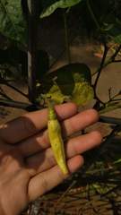 Capsicum frutescens