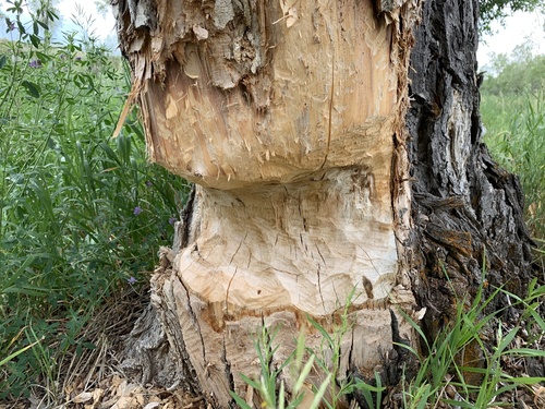 American Beaver photographed in Wyoming