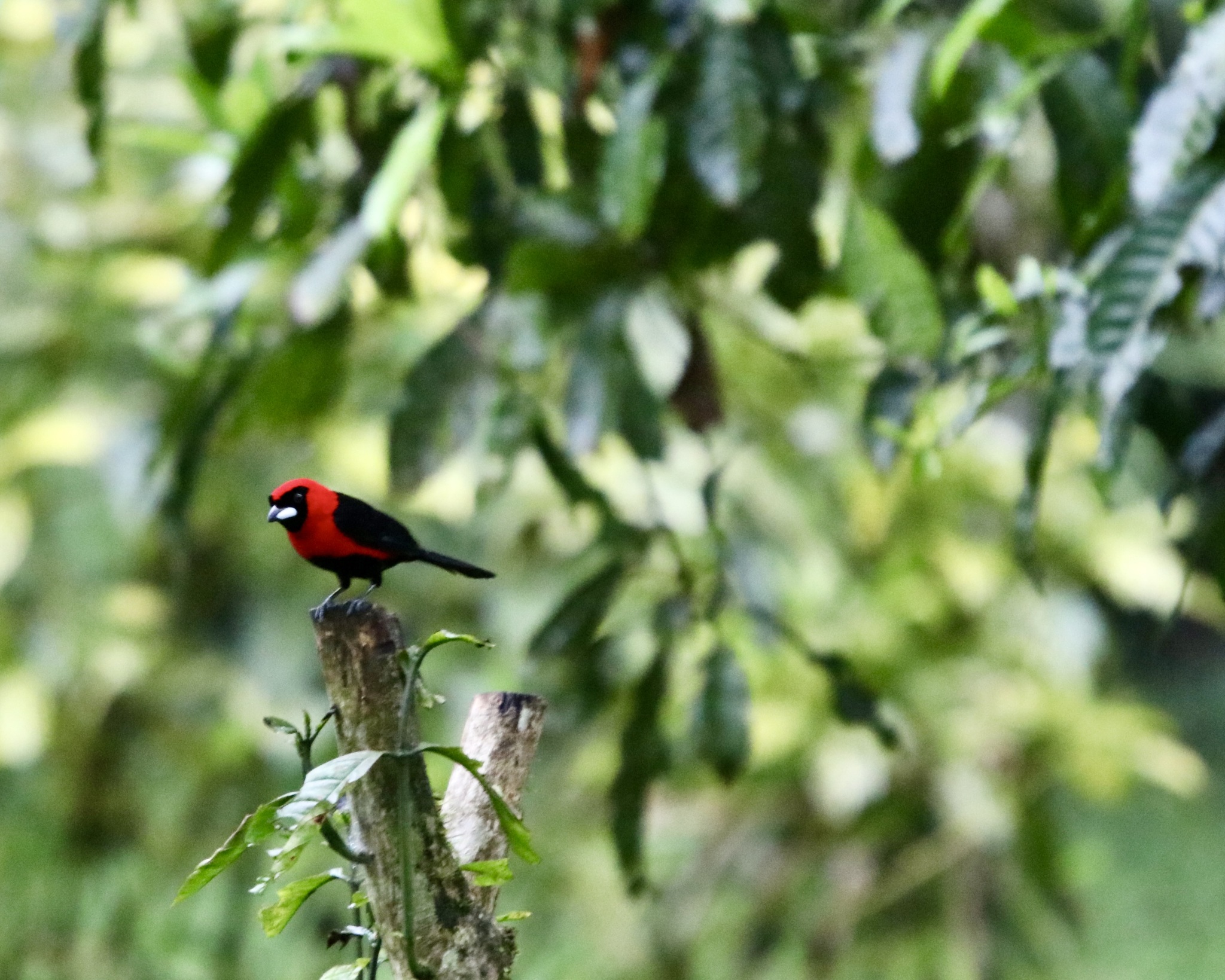 Masked Crimson Tanager (Ramphocelus nigrogularis), photo 6