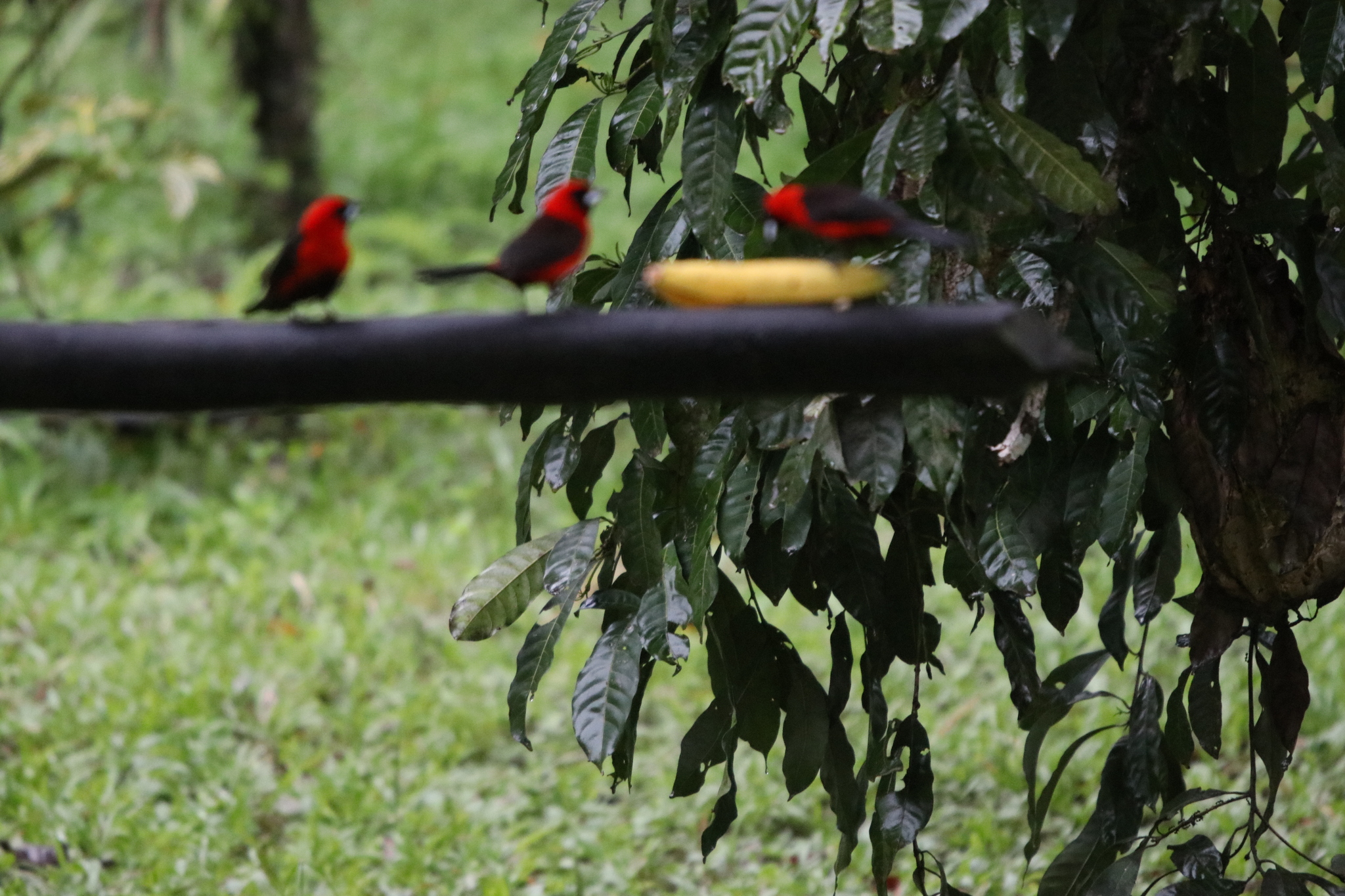 Masked Crimson Tanager (Ramphocelus nigrogularis), photo 7